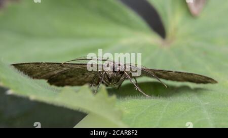 Male Willow Beauty Moth (Peribatodes rhomboidaria) Stock Photo