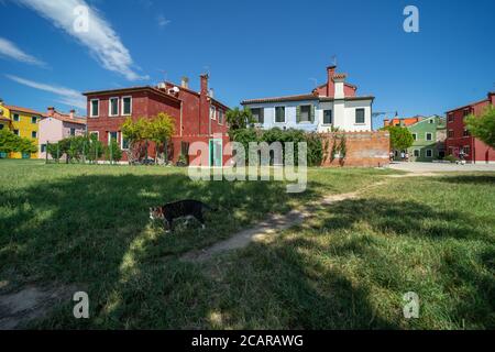 Burano island, Venetian Lagoon, Venice, Italy, panorama with the typical coloured village homes and a cat on the lawn Stock Photo