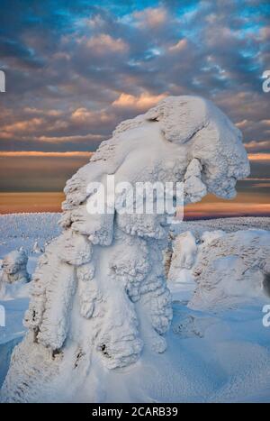Dwarf mountain pine, ice and snow encased, at sunrise, in subalpine zone below Szrenica summit, Karkonosze National Park, Poland Stock Photo