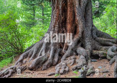 The roots of a large old tree in a green forest close up Stock Photo