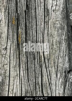 Weathered wooden background, closeup. Old wooden texture - gray timber board. Aged tree surface Stock Photo
