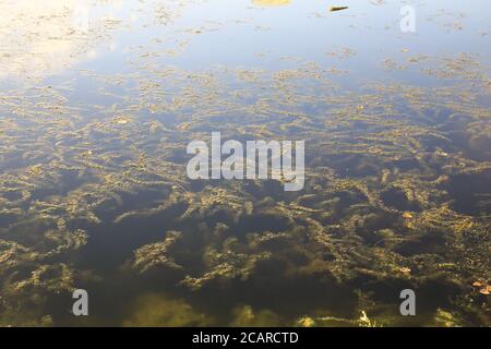 Seaweed in the transparent water pond Stock Photo