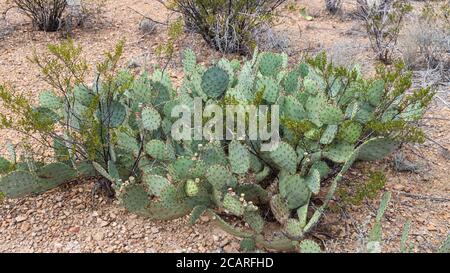 Prickly Pear Cactus along the Grapevine Hills Trail, Big Bend National Park, Texas Stock Photo