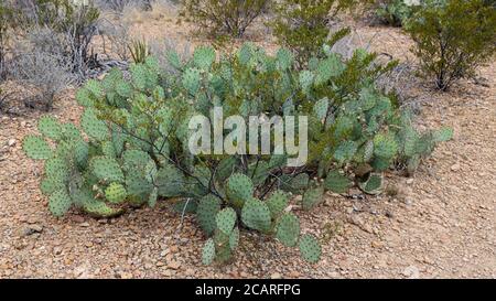 Prickly Pear Cactus along the Grapevine Hills Trail, Big Bend National Park, Texas Stock Photo