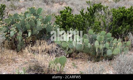 Prickly Pear Cactus along the Grapevine Hills Trail, Big Bend National Park, Texas Stock Photo