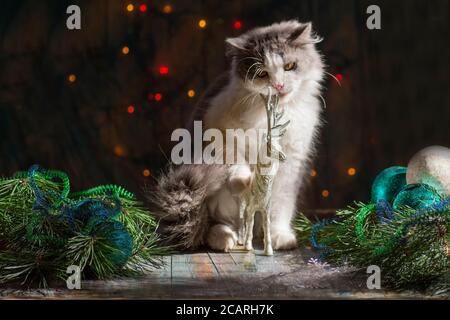 Happy cat plays with a Christmas toys. Curious kitten sitting in tinsel and Christmas decorations. Kitty playing with Christmas toys. Stock Photo