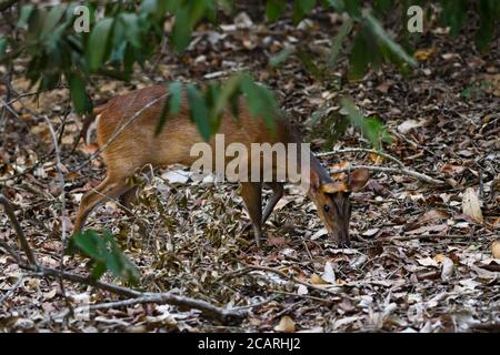 Southern Red Muntjac - Muntiacus muntjak, beatiful small forest deer from Southeast Asian forests and woodlands, Sri Lanka. Stock Photo