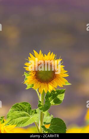 A Sunflower in full bloom with a field of lavender in the background Stock Photo