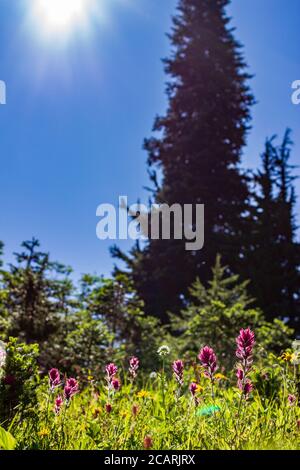 Magenta Paintbrush flowers grow in the alpine meadows of Mt Rainier National Park in the springtime. Stock Photo