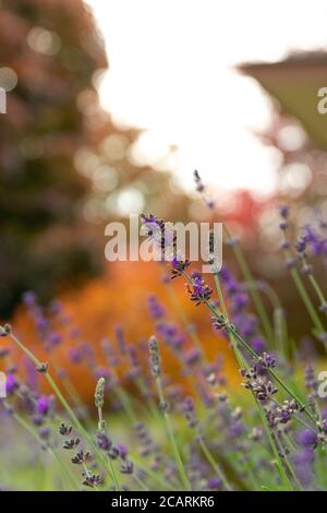 View of lavender flowers against orange fall colors in late afternoon sunlight. Stock Photo