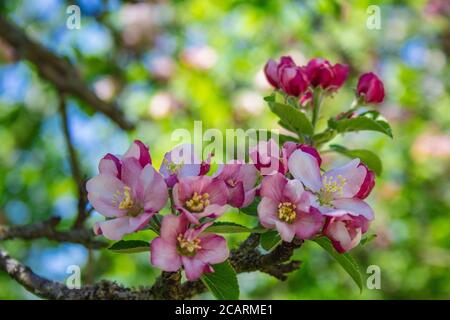Apple tree blossoms on a tree. Beautiful pink and white flowers in different shapes Stock Photo
