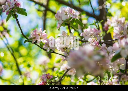Apple tree blossoms on a tree. Beautiful white flowers on a sunny day Stock Photo