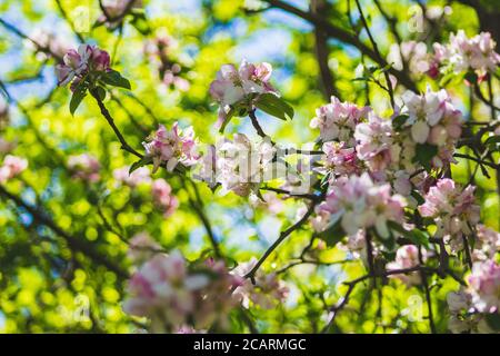 Apple tree blossoms on a tree. Beautiful white flowers on a sunny day Stock Photo