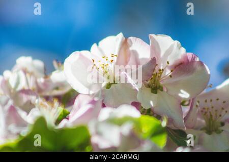 Apple tree blossoms on a tree. Beautiful white flowers in front of blue sky Stock Photo
