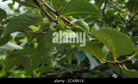 Raw green hachiya seen amongst tree leaves Stock Photo
