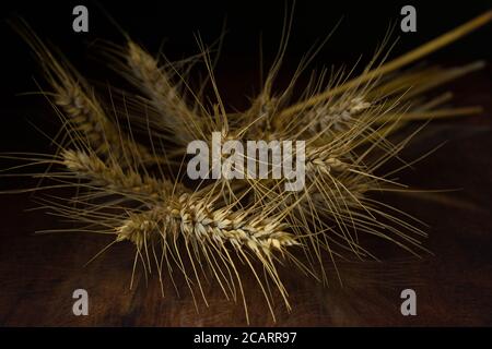 A bunch of ripe wheat stems, with wheat ears, spikelets, awns and grains, are lying on glass and a rustic wooden background. Stock Photo