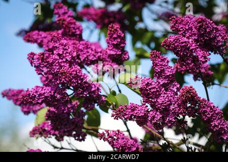 Flowers of common lilac (syringa vulgaris) blooming in springtime with copy space Stock Photo