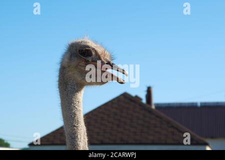 ostrich head close-up.wild bird in an aviary on a farm Stock Photo