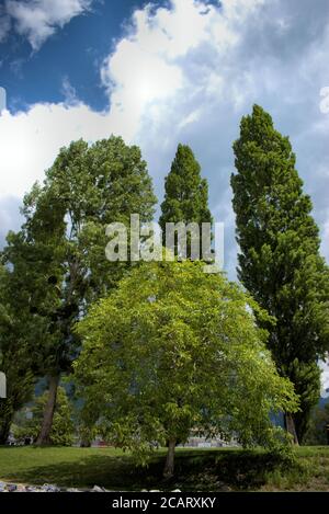 Trees rising against the sky in Switzerland Stock Photo