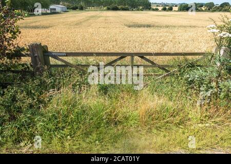Old wooden gate leading to fields of wheat Stock Photo