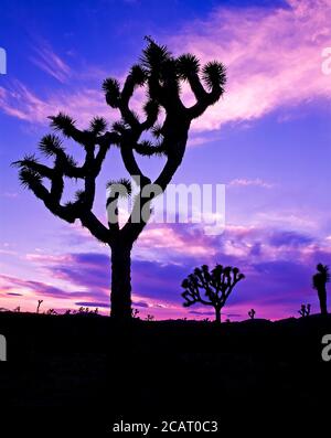 Silhouetted Joshua Trees aganist a colorful sunset sky in Joshua Tree National Park in southeastern California un the United States Stock Photo