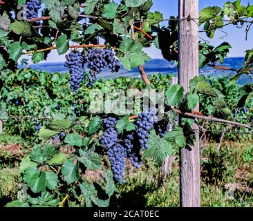 Grapes ready for picking growing in vineyard in the Finger Lakes Region of New York State in the United States Stock Photo
