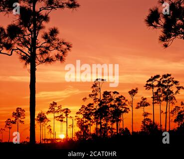Trees silhouetted against an orange sunet sky in the Everglades National Park in southern Florida in the United States Stock Photo