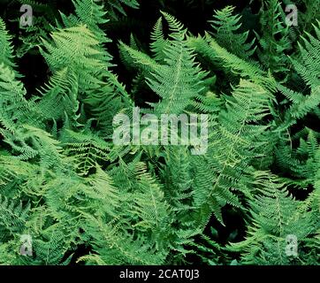 Green ferns filling the frame on the forest floor. Stock Photo