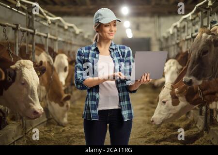 Female worker on a cow dairy farm in a cowshed working on a laptop computer Stock Photo