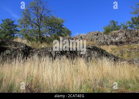 Rocky hillside with tall dry grass and sparse trees under a clear blue sky. Stock Photo