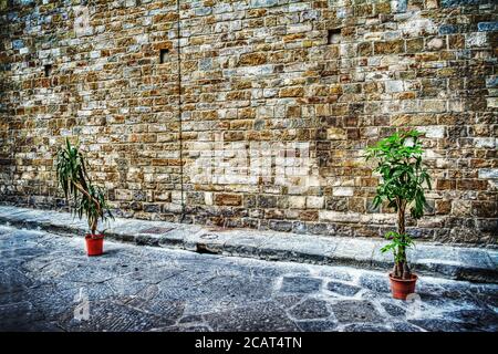 two plants on the edge of the street with an old brick wall in the background in Florence, Italy Stock Photo