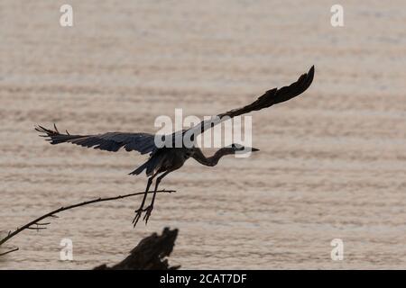 A Great Blue Heron with its powerful wings spread as it takes flight over a lake with the warm light of sunrise casting a golden glow on it and the wa Stock Photo