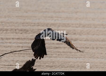 A Great Blue Heron flapping its powerful wings as it takes flight over a lake with the warm light of sunrise casting a golden glow on it and the water Stock Photo