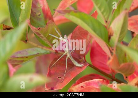 Pale green Praying Mantis hiding on a plant with bright pink and green leaves while it waits for another insect to ambush and eat. Stock Photo