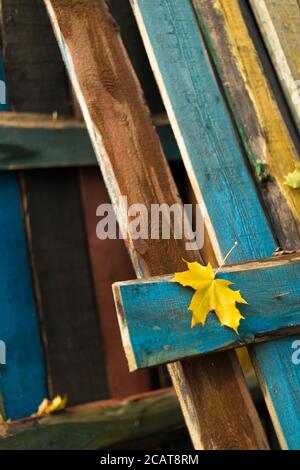Maple leaf on old wooden board. Yellow dry maple leaf lying on wooden poorly painted fence. Natural, autumn foliage, season, textures concept Stock Photo