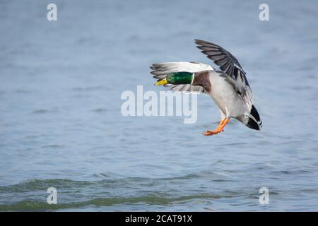 Male Mallard duck in flight coming in to land Stock Photo