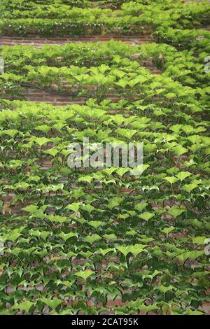 Ivy covered wall. Stock Photo