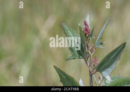 Flowerheads of what is probably Spear-Leaved Orache, Hastate Orache / Atriplex prostrata growing in a part saltmarsh habitat. Leaves are edible cooked Stock Photo