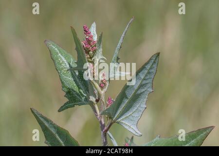 Flowerheads of what is probably Spear-Leaved Orache, Hastate Orache / Atriplex prostrata growing in a part saltmarsh habitat. Leaves are edible cooked Stock Photo
