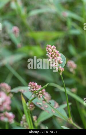 Pink clustered flowers of Redshank / Polygonum persicaria syn. Persicaria maculosa. Common agricultural weed once used as medicinal plant in herbalism Stock Photo