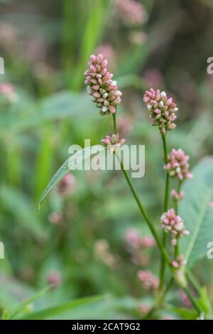 Pink clustered flowers of Redshank / Polygonum persicaria syn. Persicaria maculosa. Common agricultural weed once used as medicinal plant in herbalism Stock Photo