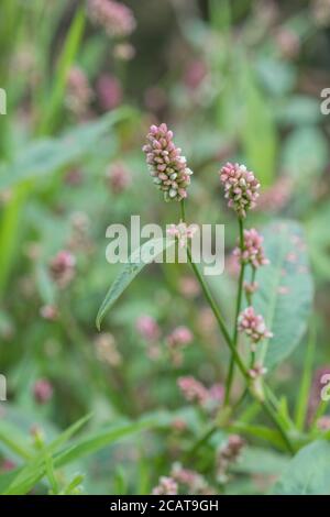 Pink clustered flowers of Redshank / Polygonum persicaria syn. Persicaria maculosa. Common agricultural weed once used as medicinal plant in herbalism Stock Photo