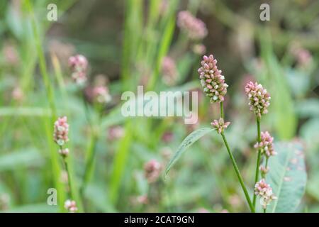 Pink clustered flowers of Redshank / Polygonum persicaria syn. Persicaria maculosa. Common agricultural weed once used as medicinal plant in herbalism Stock Photo