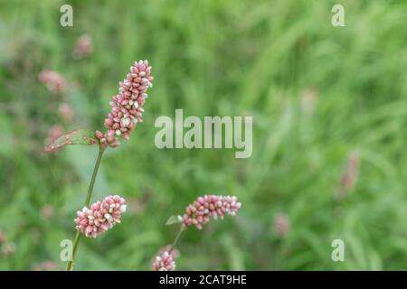 Pink clustered flowers of Redshank / Polygonum persicaria syn. Persicaria maculosa. Common agricultural weed once used as medicinal plant in herbalism Stock Photo