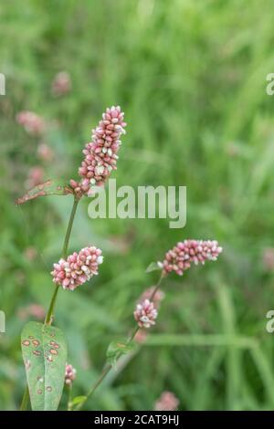 Pink clustered flowers of Redshank / Polygonum persicaria syn. Persicaria maculosa. Common agricultural weed once used as medicinal plant in herbalism Stock Photo