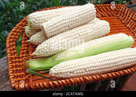 Corn on the cob, freshly shucked and uncooked Stock Photo