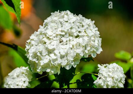 White hydrangea in the garden Stock Photo