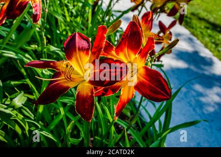 Lily flowers in the garden Stock Photo