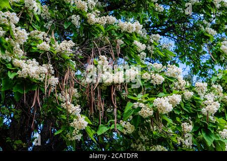 Northern catalpa in the city park Stock Photo