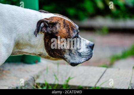 Old American Bulldog in the backyard Stock Photo